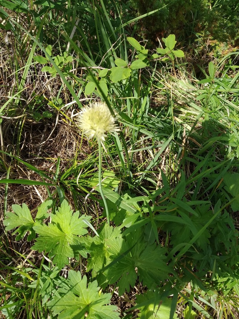 Allium flavidum photo 2