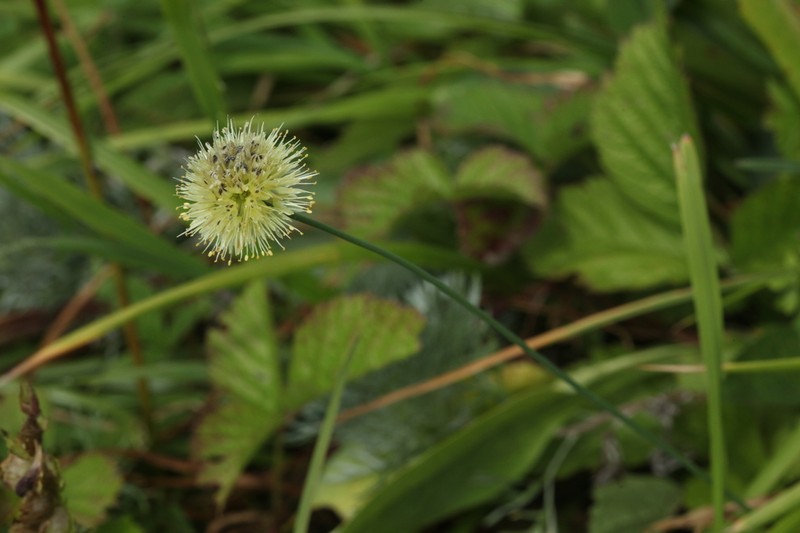 Allium flavidum photo 3