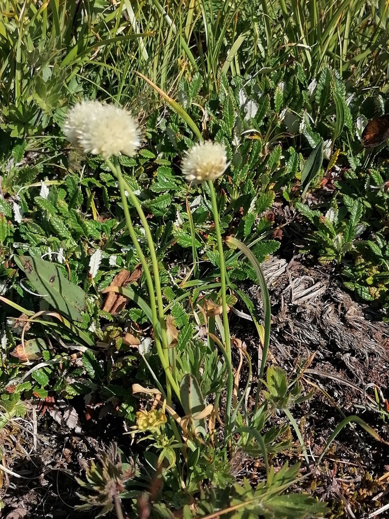 Allium flavidum photo 4