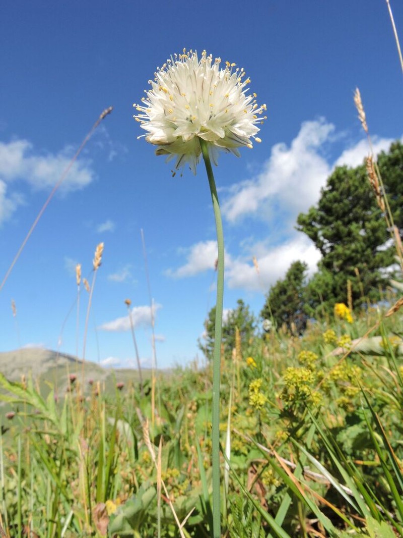 Allium flavidum photo 5