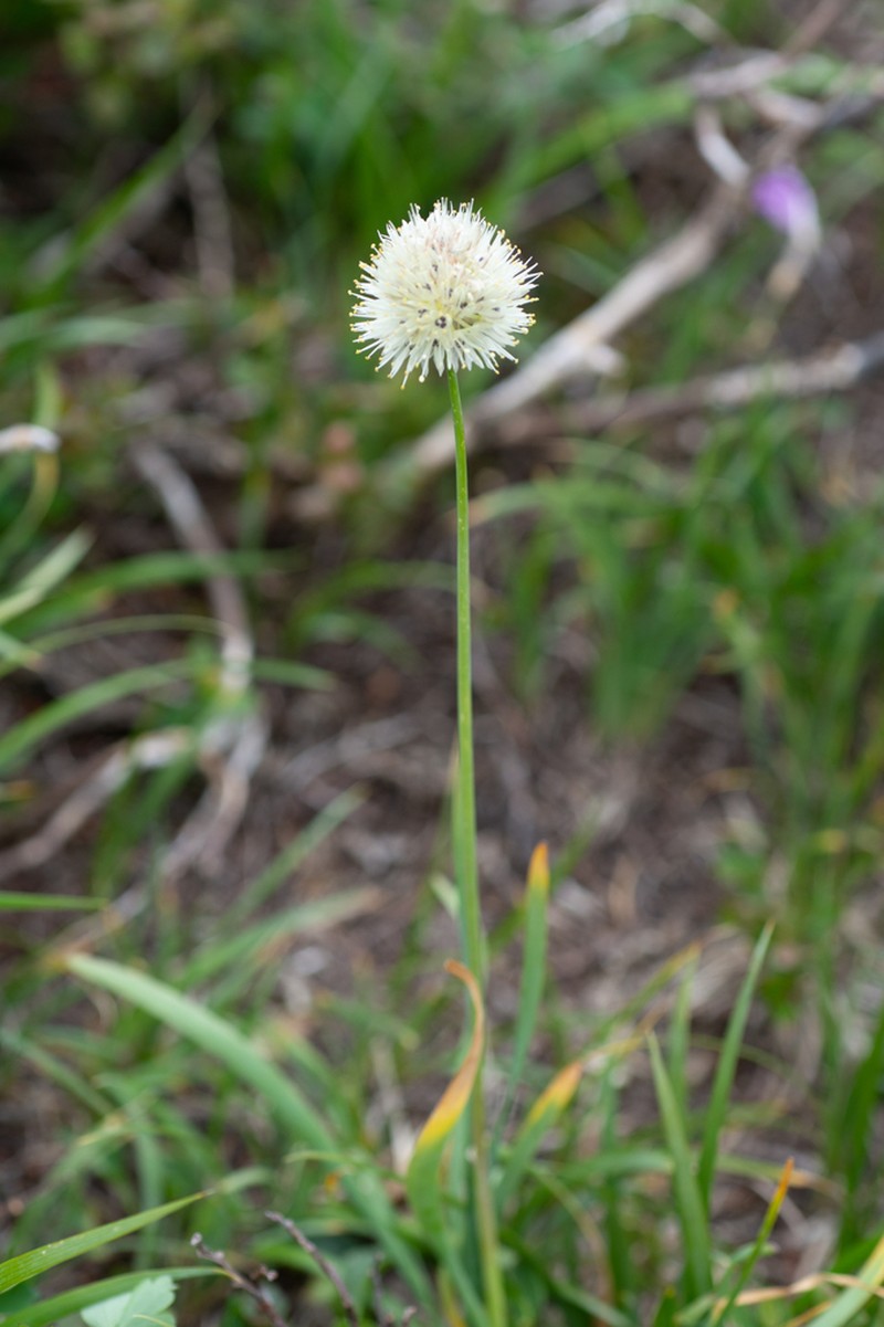 Allium flavidum photo 6
