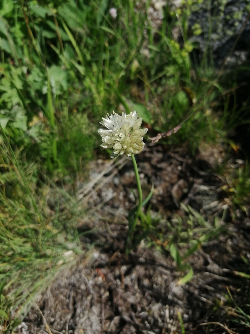 Allium flavidum photo 7