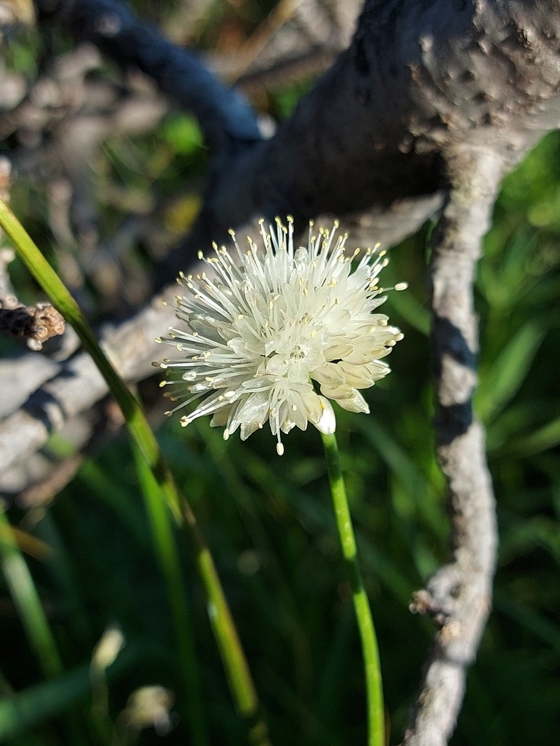 Allium flavidum photo 8