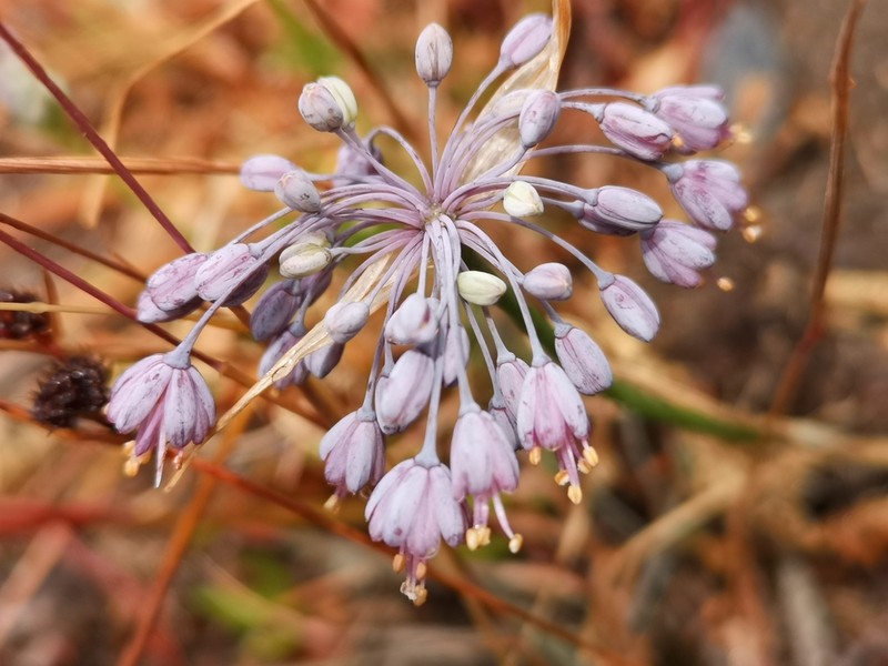 Allium flavum photo 2