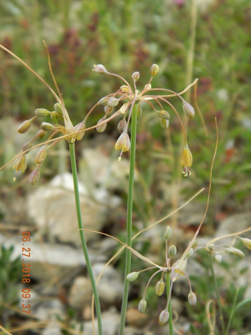Allium flavum photo 3