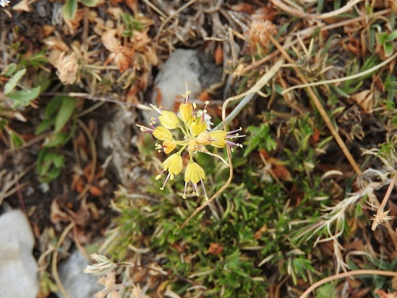 Allium flavum photo 5