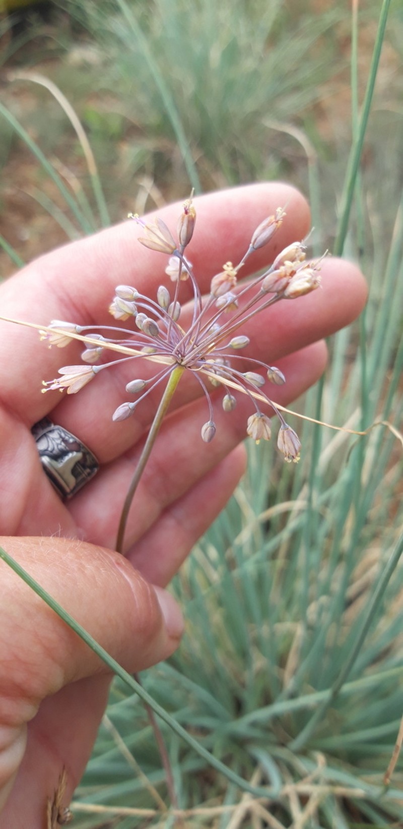 Allium flavum photo 6