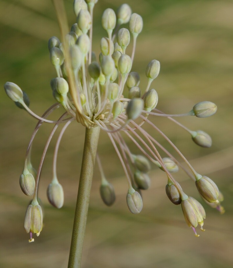 Allium flavum photo 7
