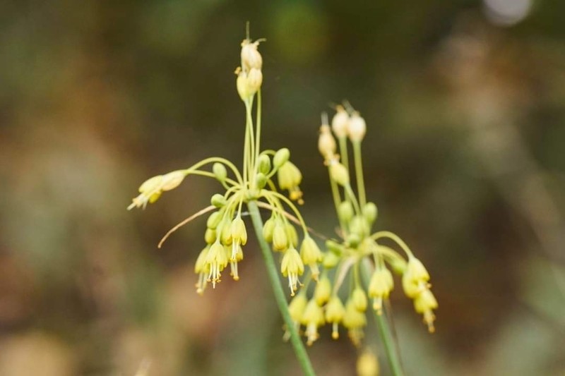 Allium flavum photo 8