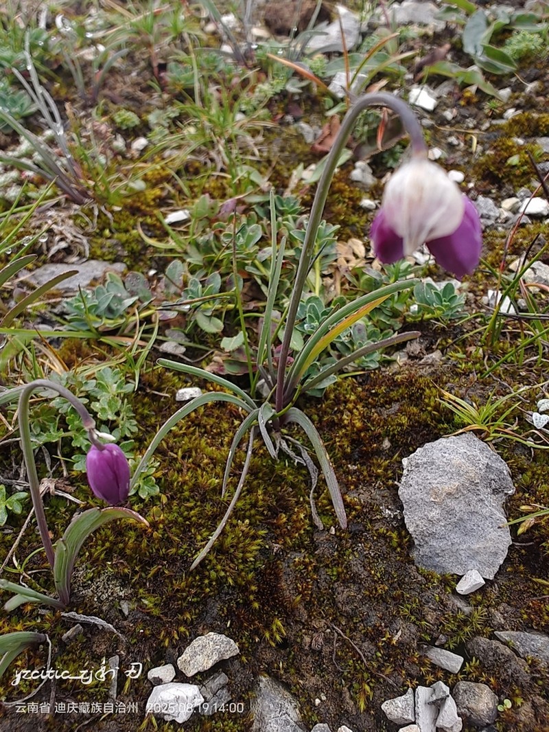 Allium forrestii