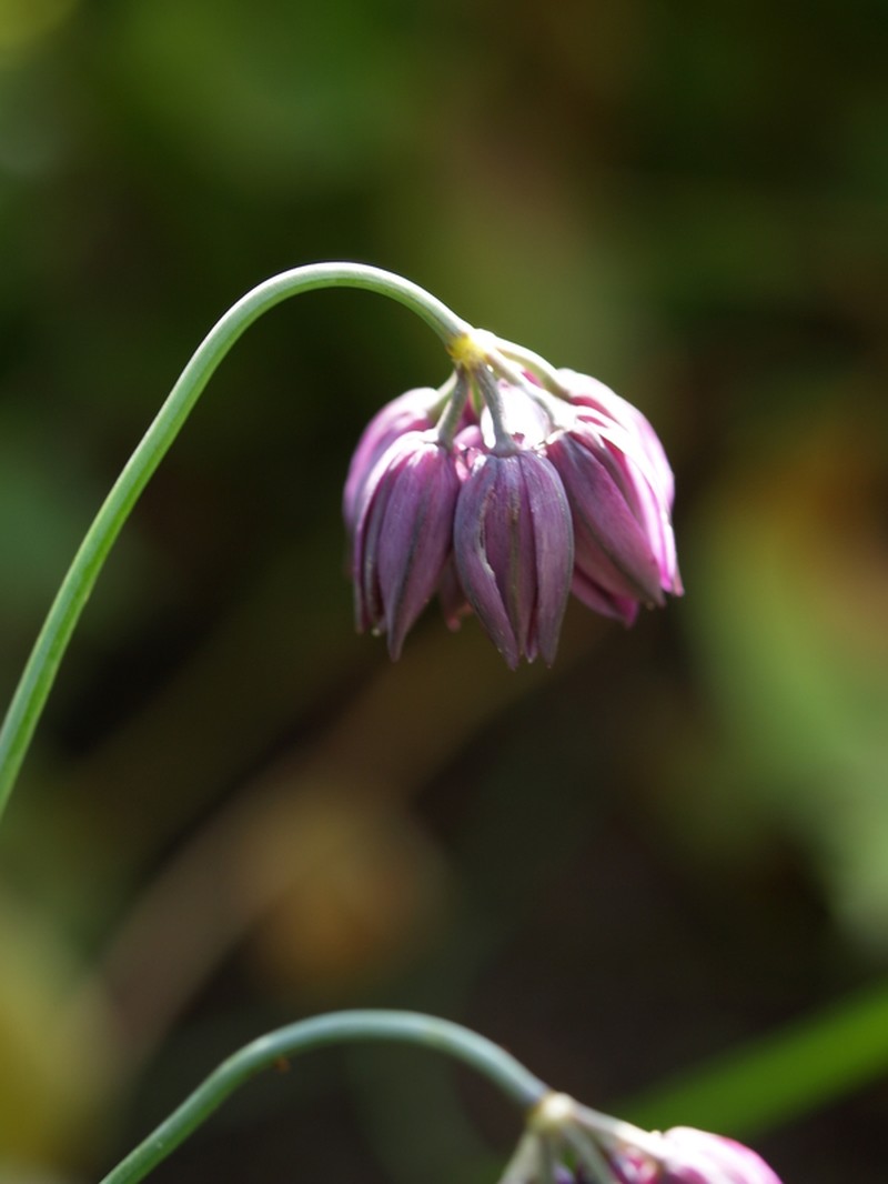 Allium forrestii photo 2