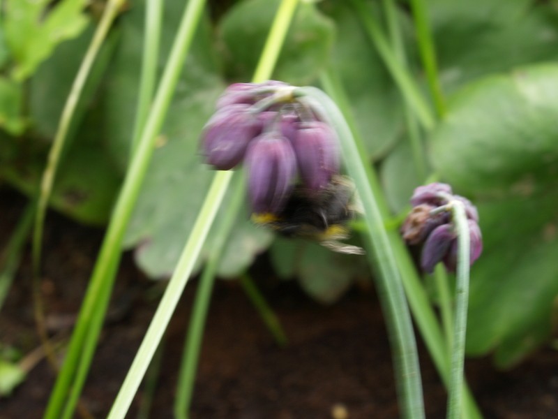 Allium forrestii photo 3