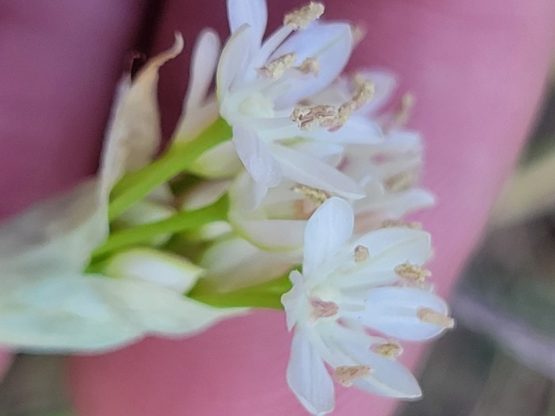 Allium fraseri photo 3