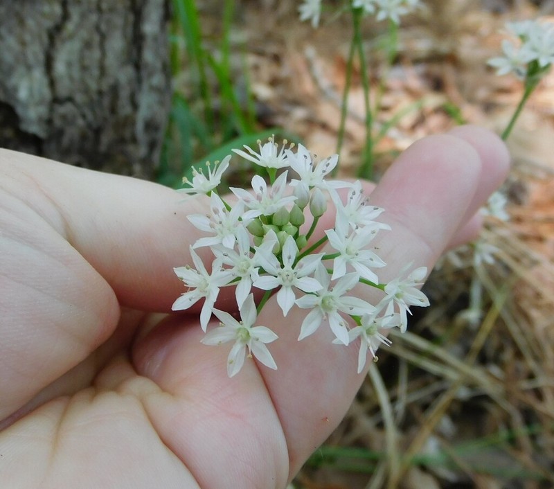 Allium fraseri photo 4