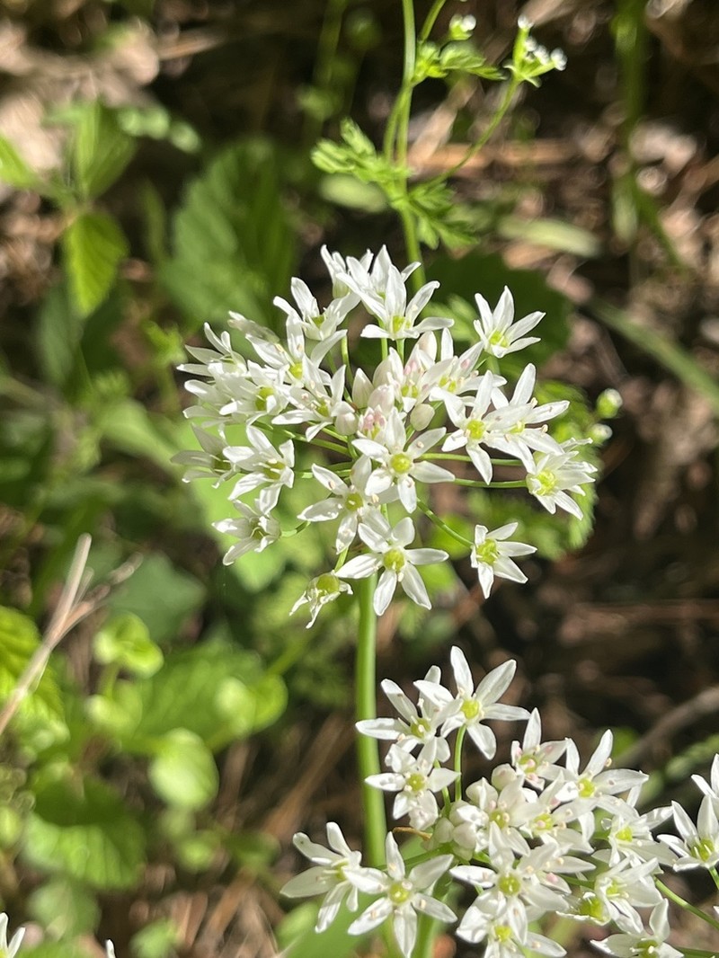 Allium fraseri photo 5