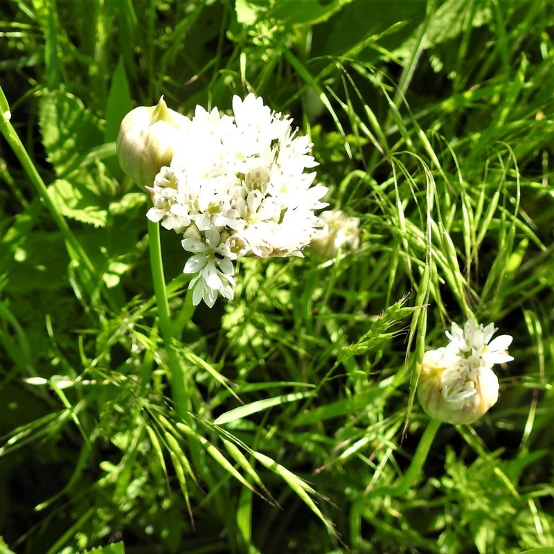 Allium fraseri photo 6