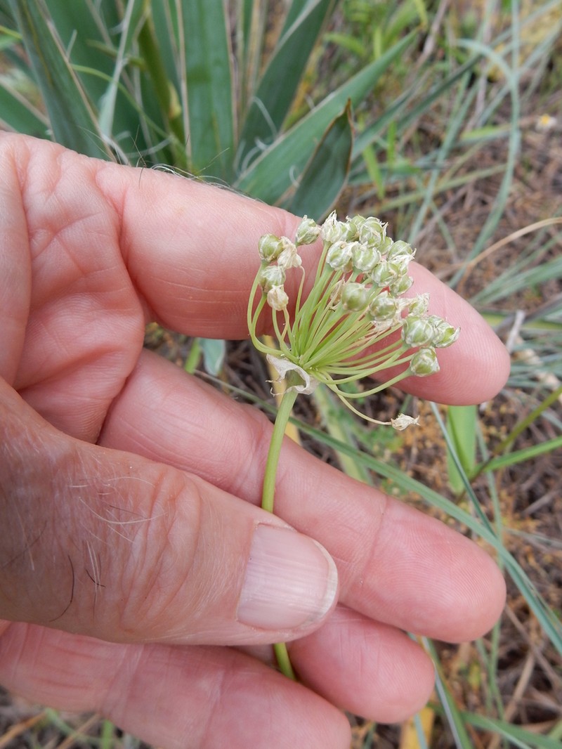 Allium fraseri photo 7