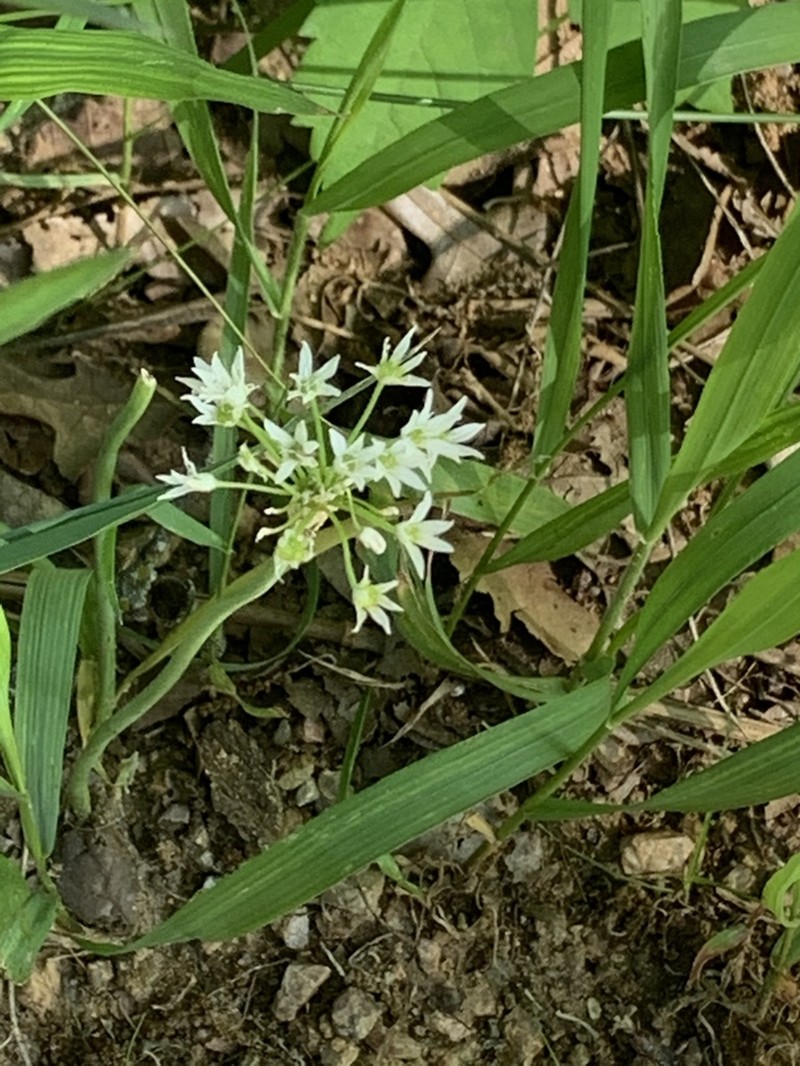 Allium fraseri photo 8