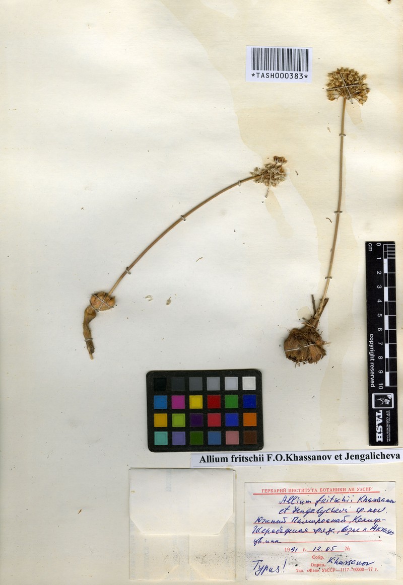 Allium fritschii