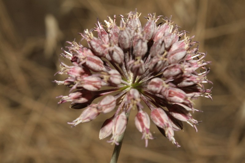 Allium fuscoviolaceum
