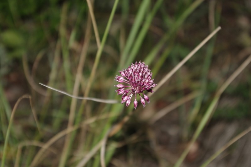 Allium fuscoviolaceum photo 2