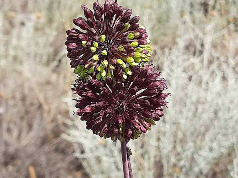 Allium fuscoviolaceum photo 3