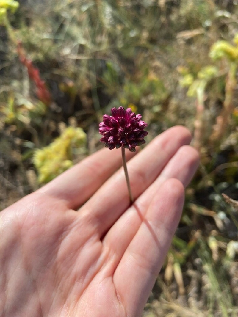 Allium fuscoviolaceum photo 4