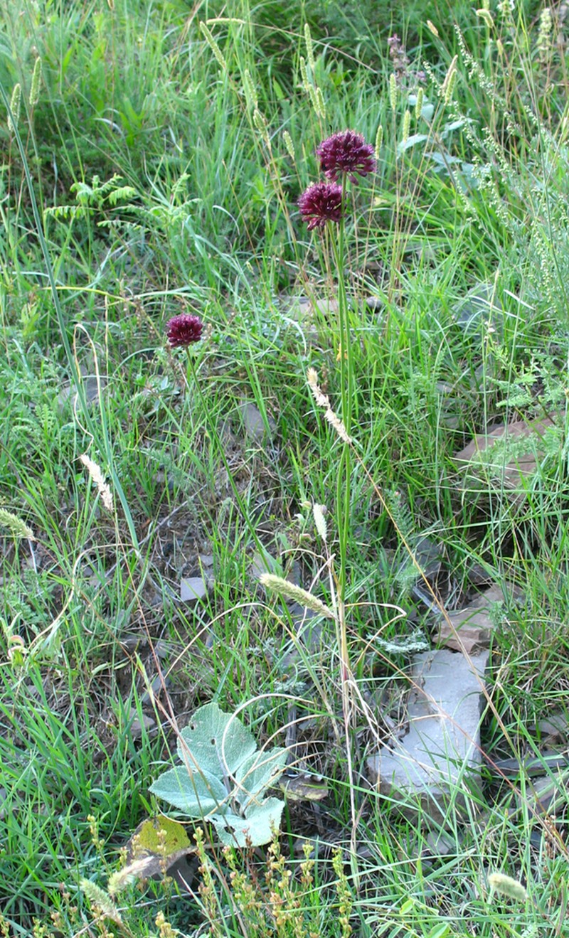 Allium fuscoviolaceum photo 5