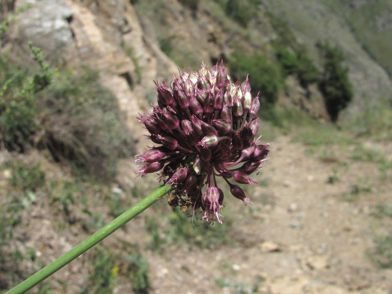 Allium fuscoviolaceum photo 6