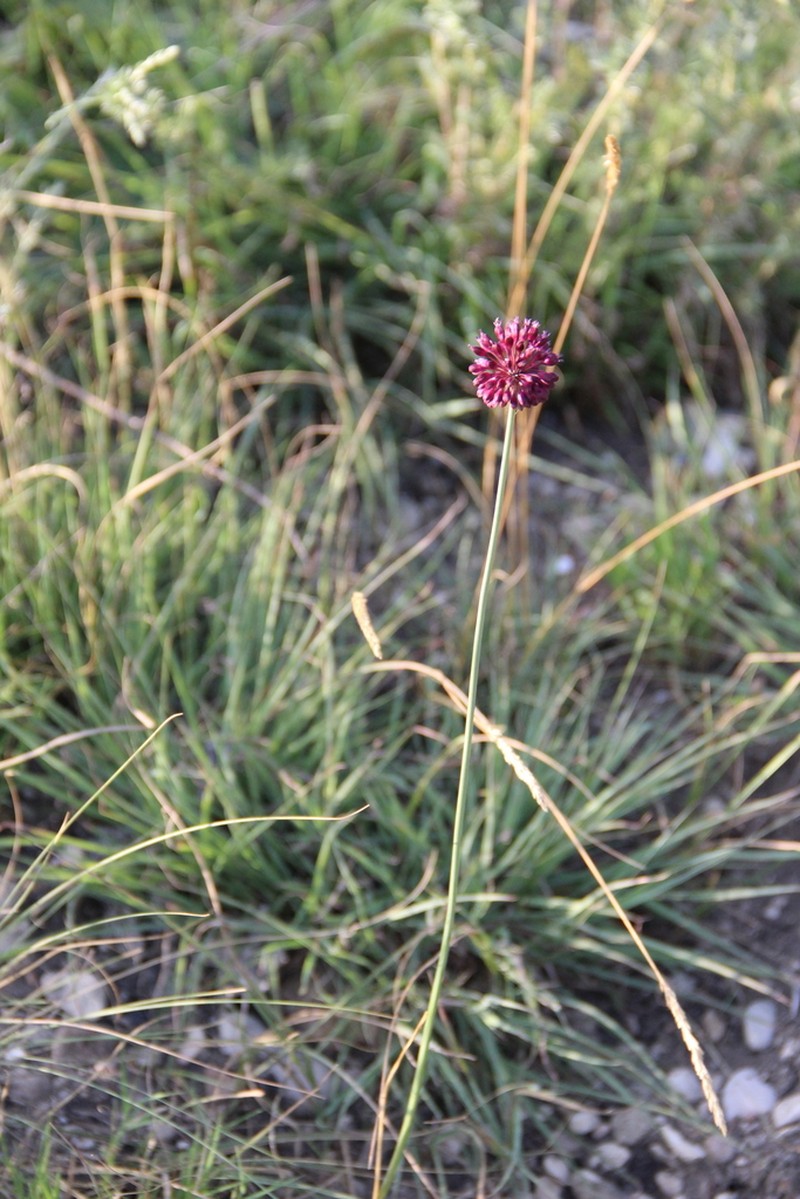 Allium fuscoviolaceum photo 7