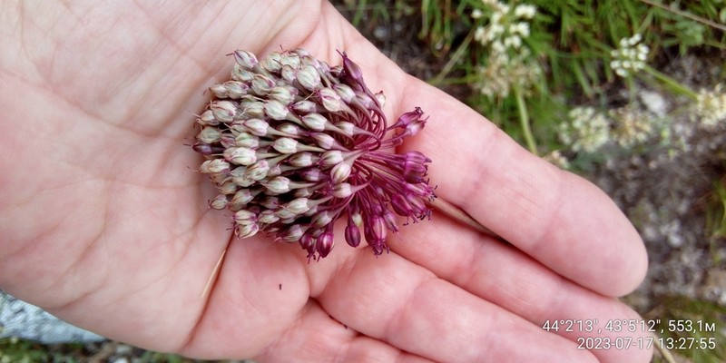 Allium fuscoviolaceum photo 8