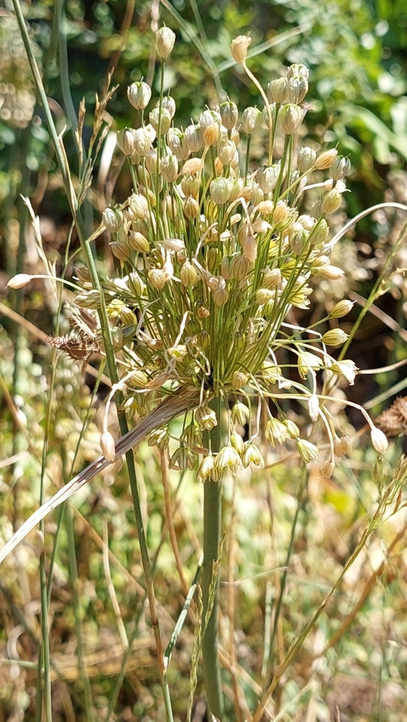 Allium fuscum