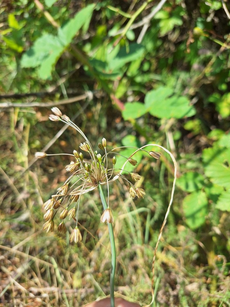 Allium fuscum photo 2