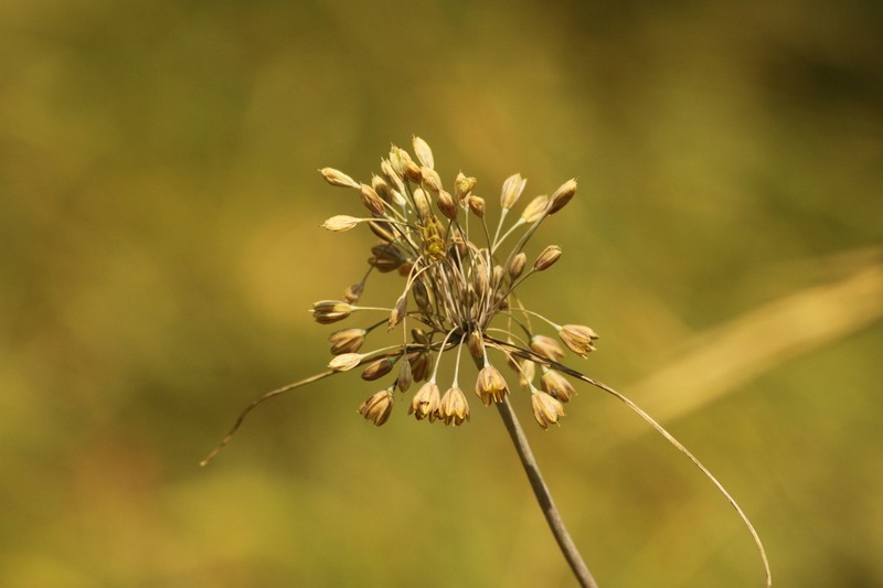 Allium fuscum photo 3