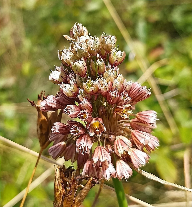 Allium fuscum photo 4