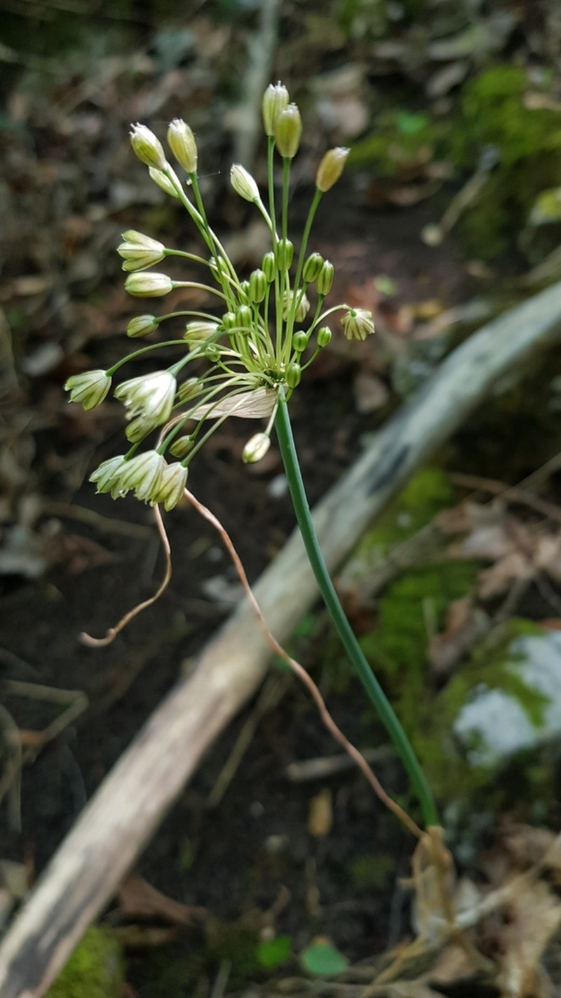 Allium fuscum photo 5