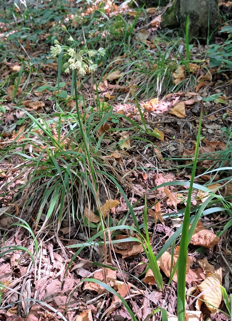 Allium fuscum photo 6