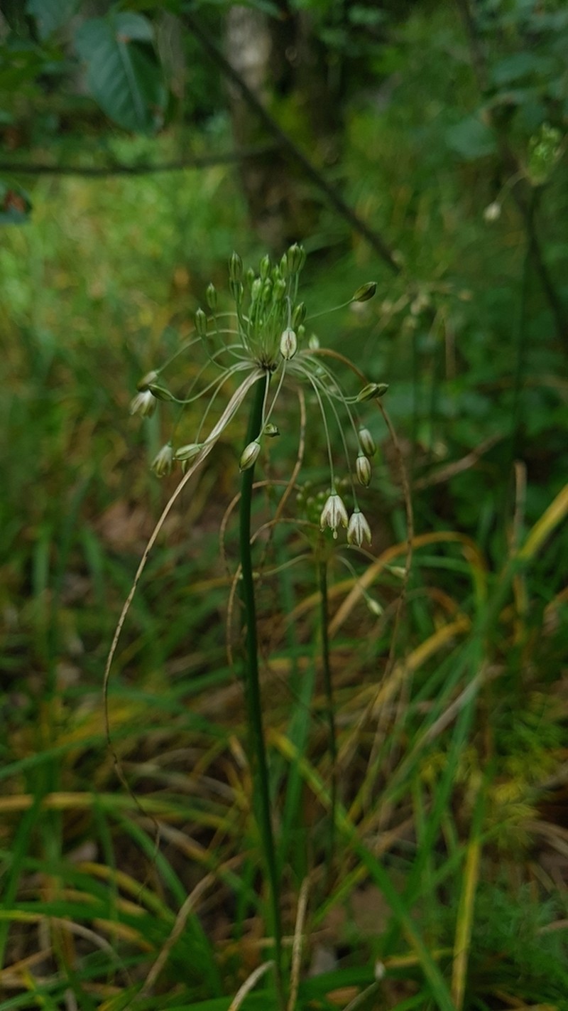 Allium fuscum photo 7