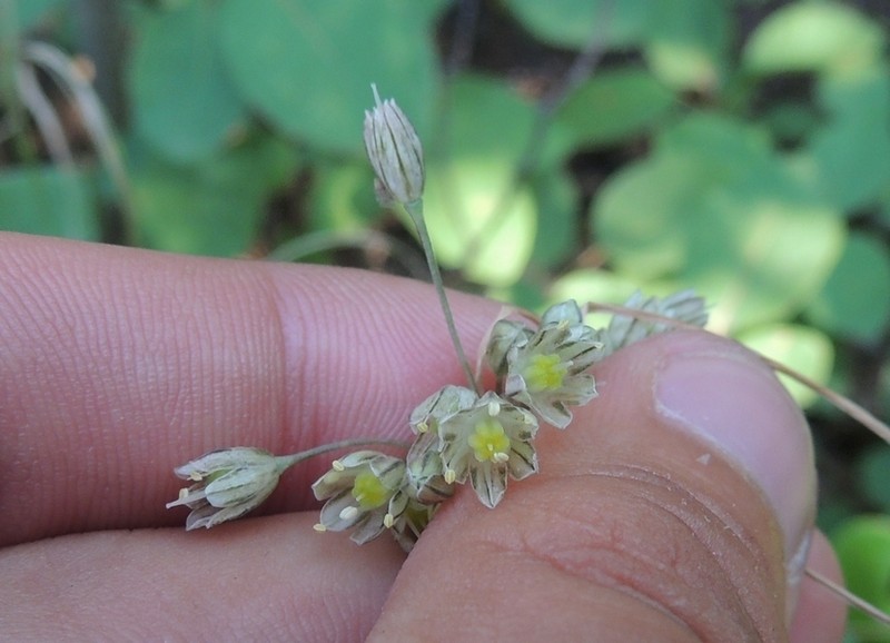 Allium fuscum photo 8