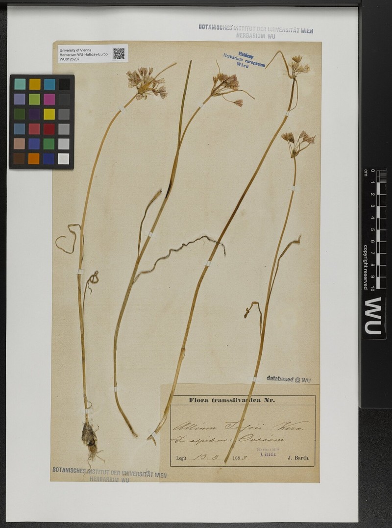 Allium fussii
