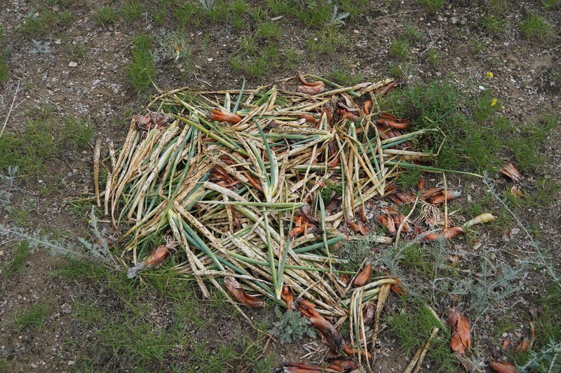 Allium galanthum photo 3