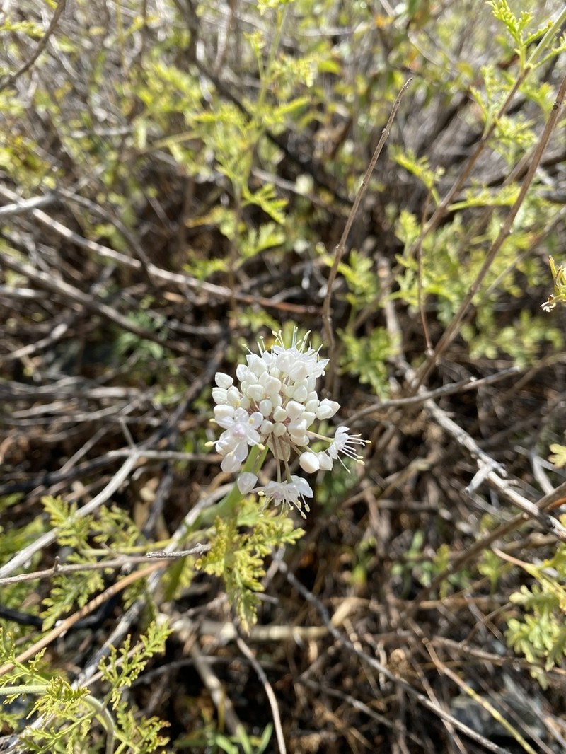 Allium galanthum photo 4