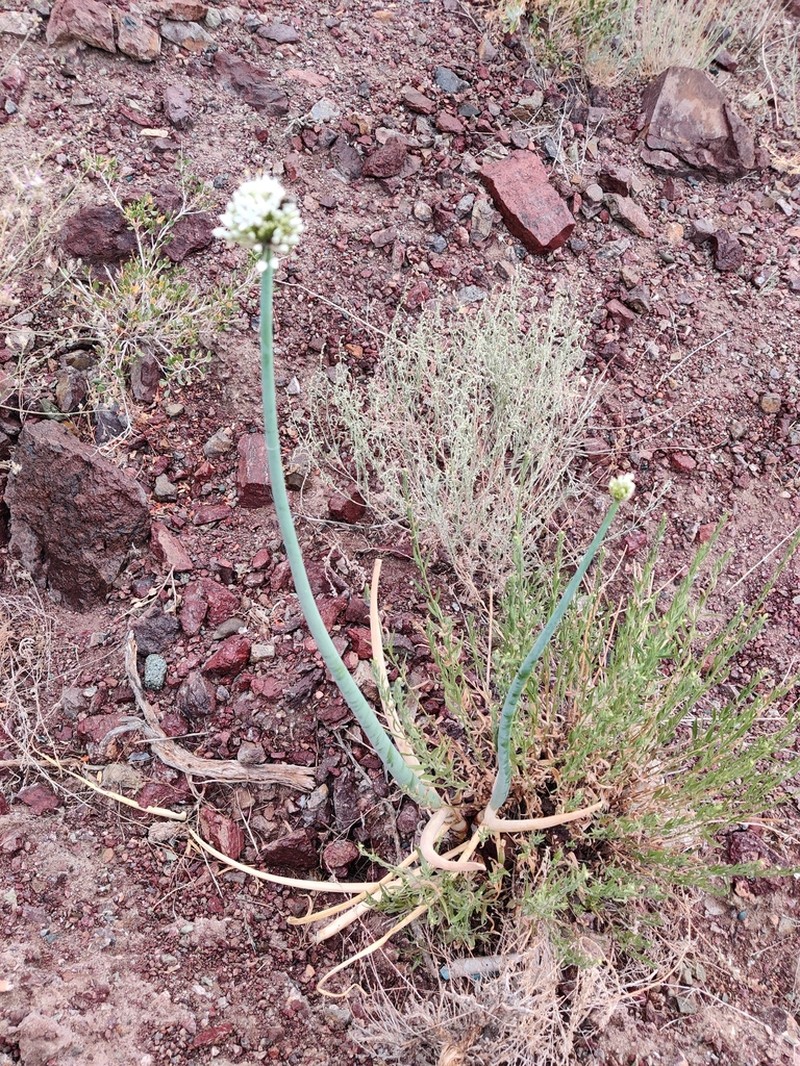 Allium galanthum photo 5