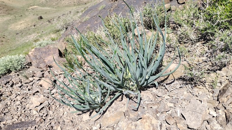 Allium galanthum photo 6