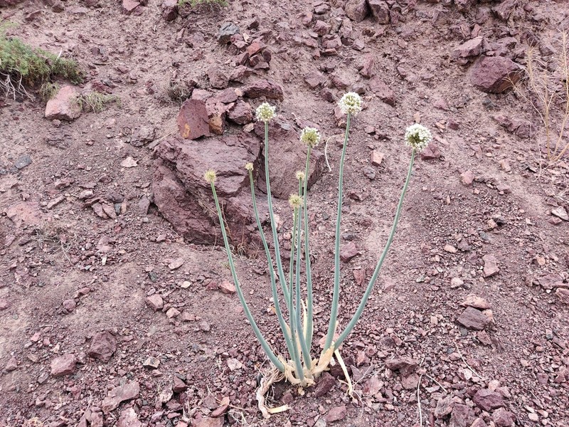 Allium galanthum photo 7