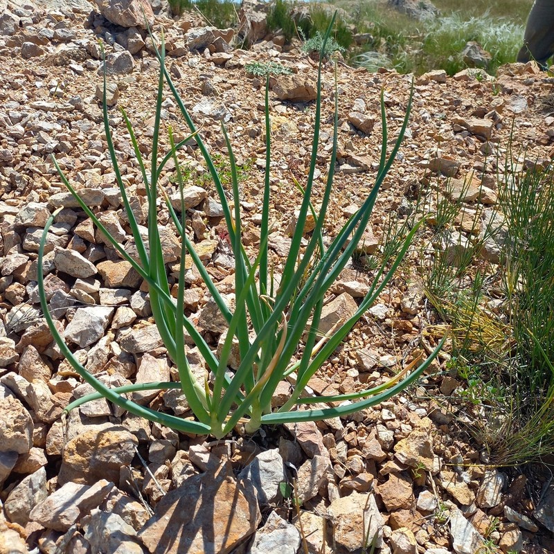 Allium galanthum photo 8