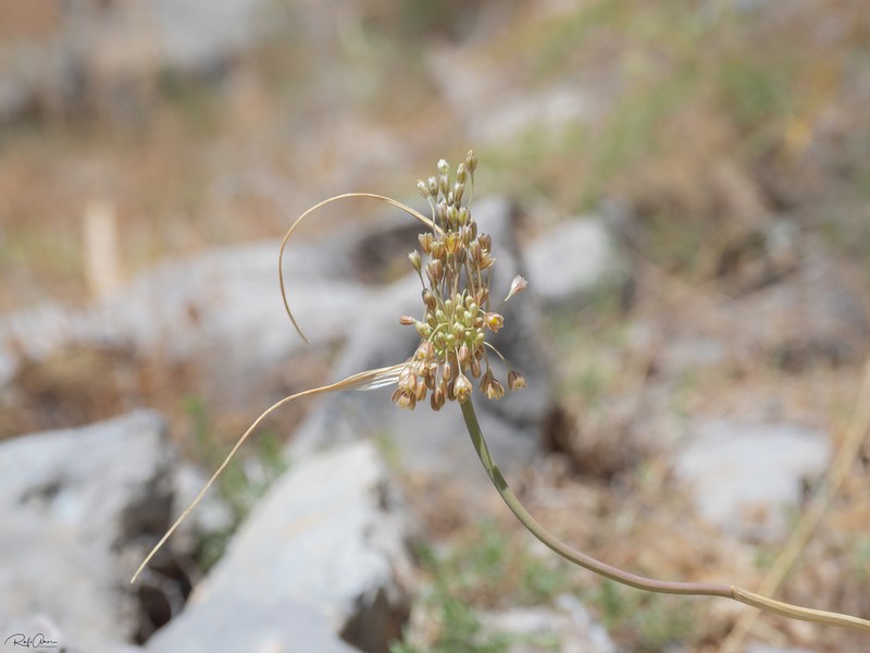 Allium galileum