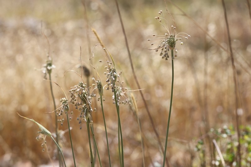 Allium galileum photo 2