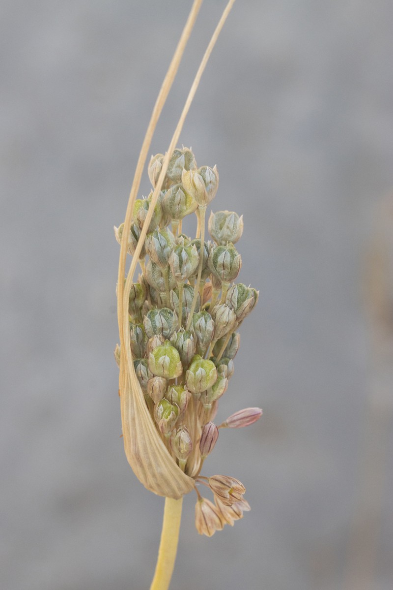 Allium galileum photo 3