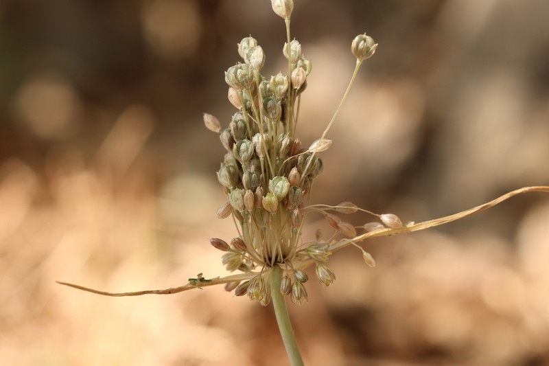 Allium galileum photo 5